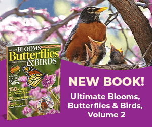 GDT_Ultimate Blooms Vol 2_300x250_robin