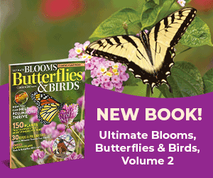 GDT_Ultimate Blooms Vol 2_300x250_butterfly